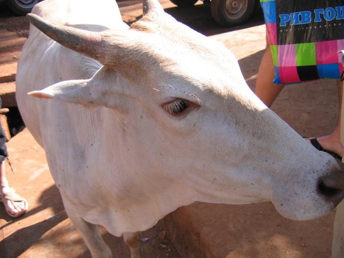 World Animal Day - My, India, Sacred Cows, Animal protection