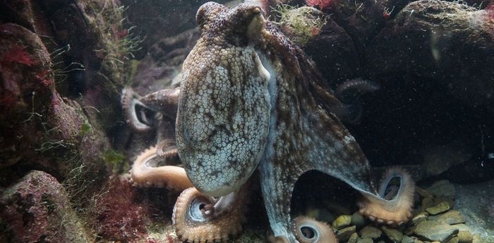 The death of mother octopus after the appearance of offspring is caused by biochemical changes in the structure of the brain - Octopus, Cephalopods, Reproduction, , Death