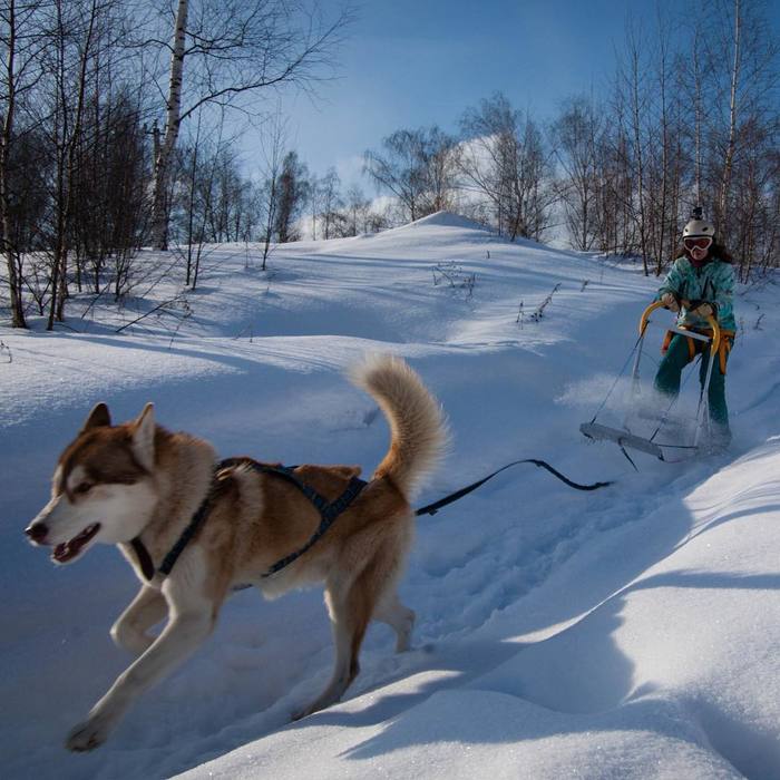 Winter is coming! - My, My, Sled, Husky, Homemade, Handmade, Riding sports, 