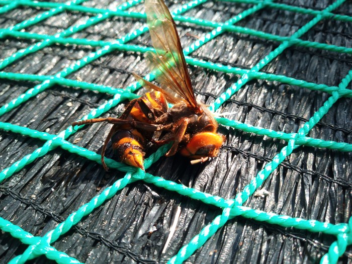 big bees - My, South Korea, Work, , Longpost, Bees