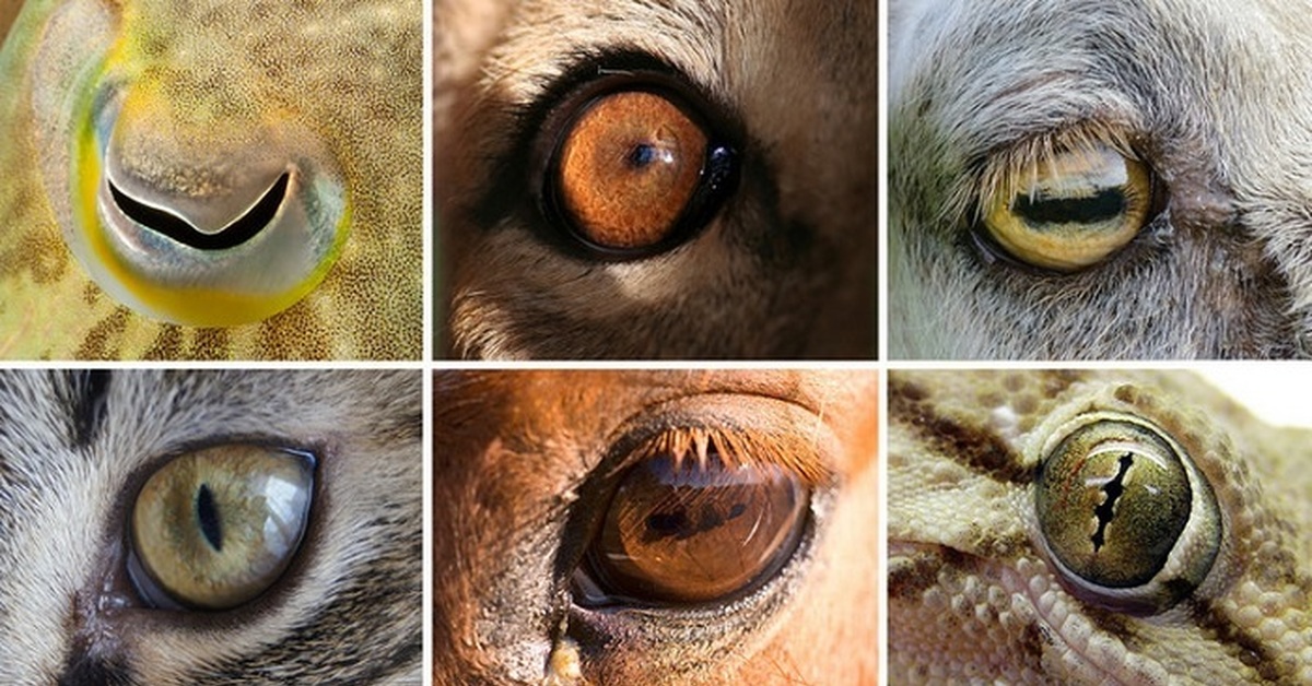 Глаза козы: особенности и форма зрачков