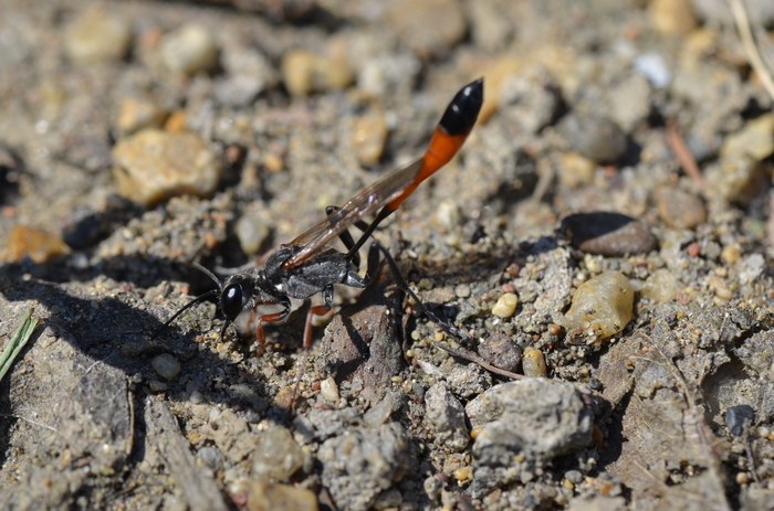 When you are being watched because you are watching - My, Macro photography, Wasp, Insects, Summer, Longpost