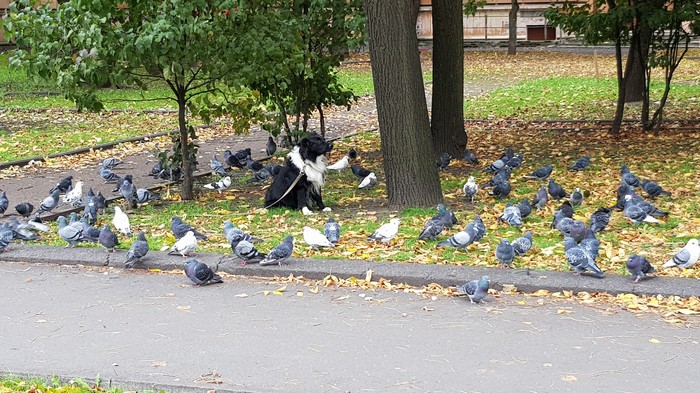 Король голубей? - Моё, Санкт-Петербург, Странности, Голубь, Собака