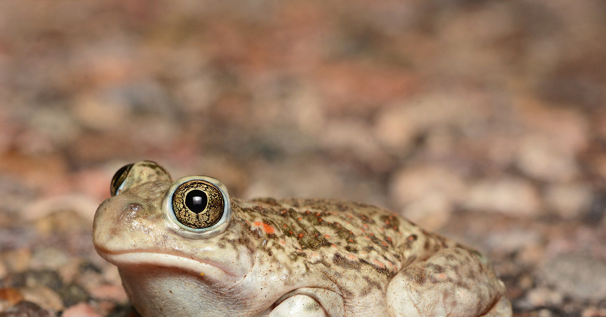 The petulant frown of a plains spadefoot toad [Spea bombifrons]