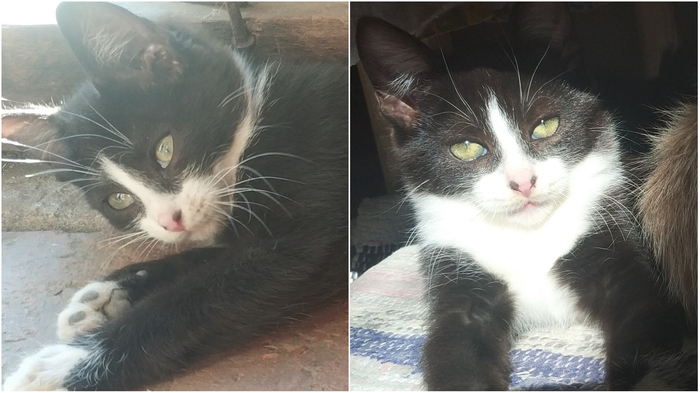 Masha is looking for a home! - No rating, In good hands, cat, Zaporizhzhia, Looking for a home, Longpost, Tokmok