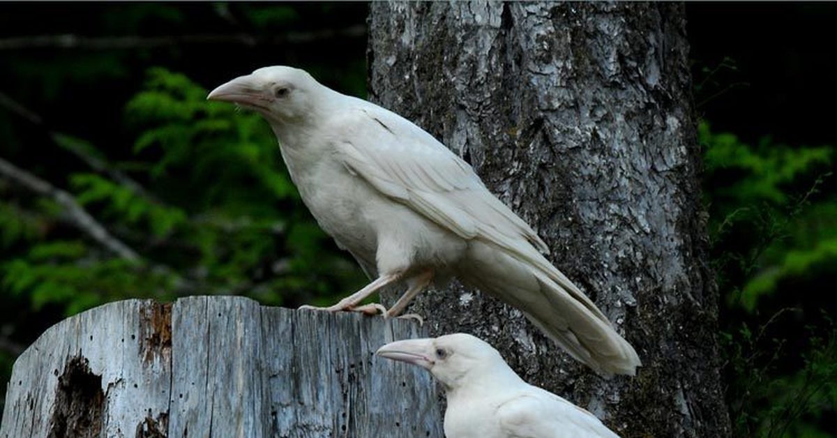 White crow