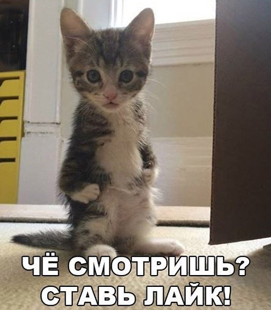 Котик - Юмор, Кот