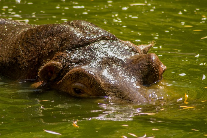 hippopotamus - Beginning photographer, My, Zoo, Nikon