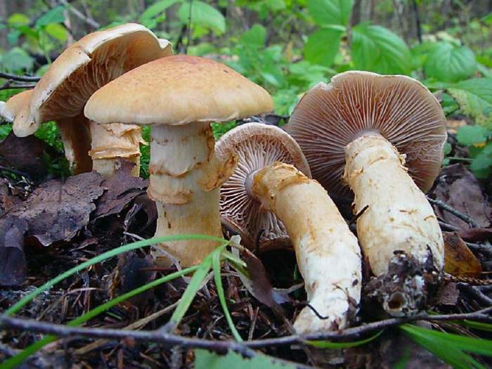 Mushroom cobweb triumphant (yellow). Delicious mushroom little known to most people. - My, Mushrooms, , , , Nature, Forest, Video