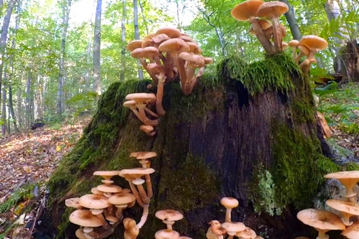 In autumn for honey mushrooms - 2 wave of honey mushrooms - My, Mushrooms, , Honey mushrooms