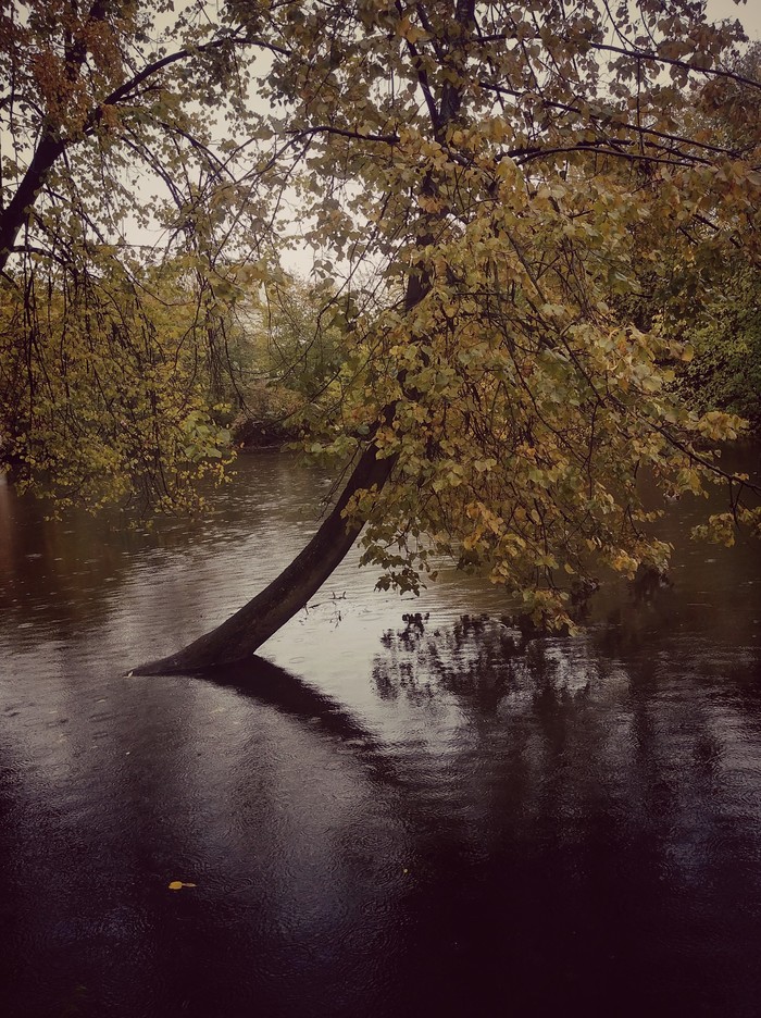 Drowning crown in tears... - Despondency, Yearning, Water, Tree, Nature, beauty, Autumn, My