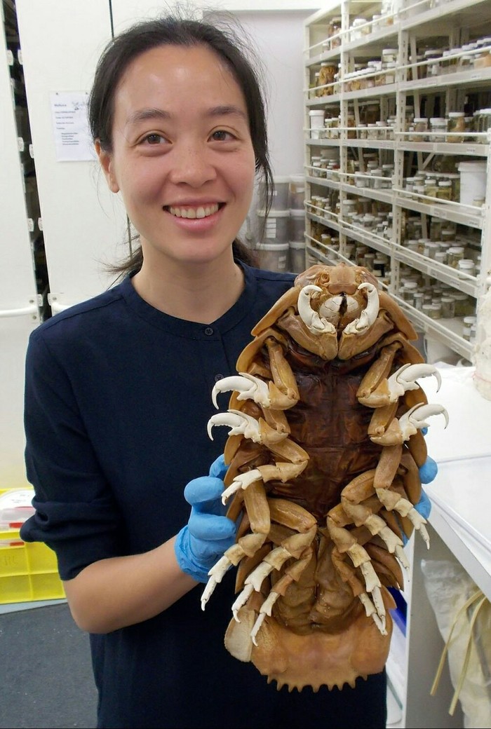 The world's largest wood lice! - My, Animals, Nature, Wild animals, Ocean, Naturalist, Interesting