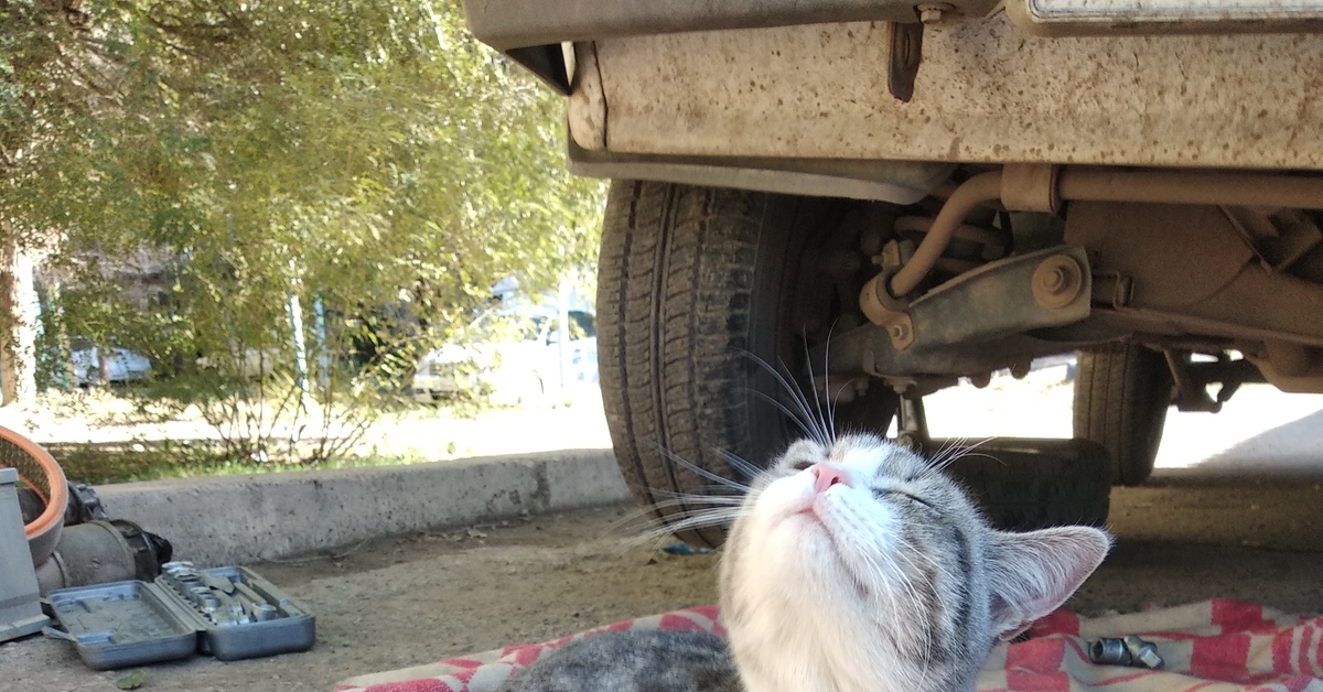 Кот механик. Кот автомеханик. Кот ремонтирует. Енот чинит машину. Кот чинит автомобиль.