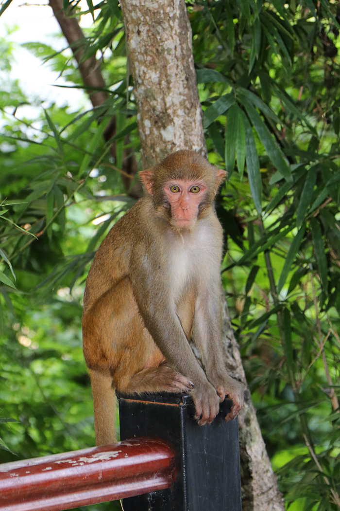 Monkeys are gopniks - My, Monkey, , Animals, Longpost, Fun with animals