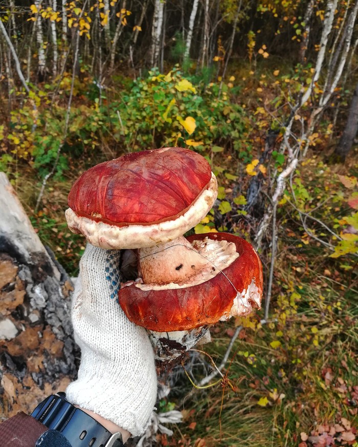 Unusual boletus - My, Mushrooms, Mushroom season, Silent hunt, Boletus, Mutant