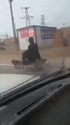 There are sled dogs not only in the north! - Dog, Road, Cart, GIF