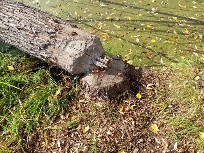 Beavers - My, Beavers, Tree, Nature, Autumn