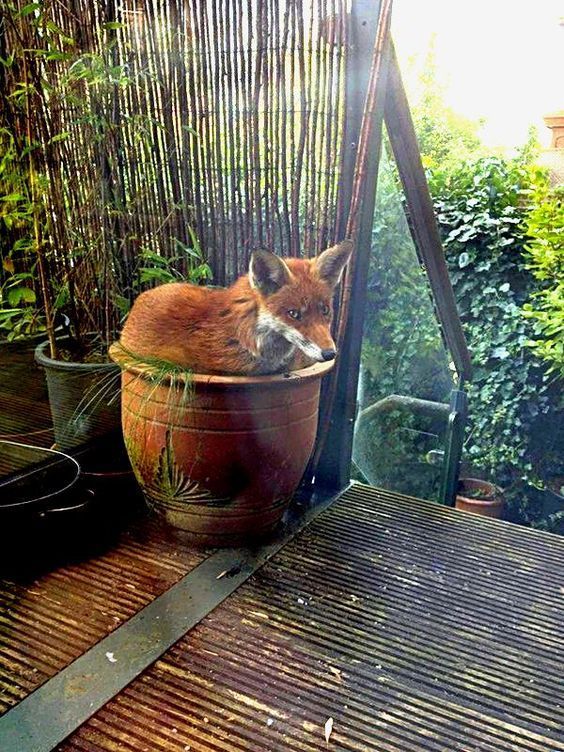 Scarlet flower - Fox, Flower pot, The photo