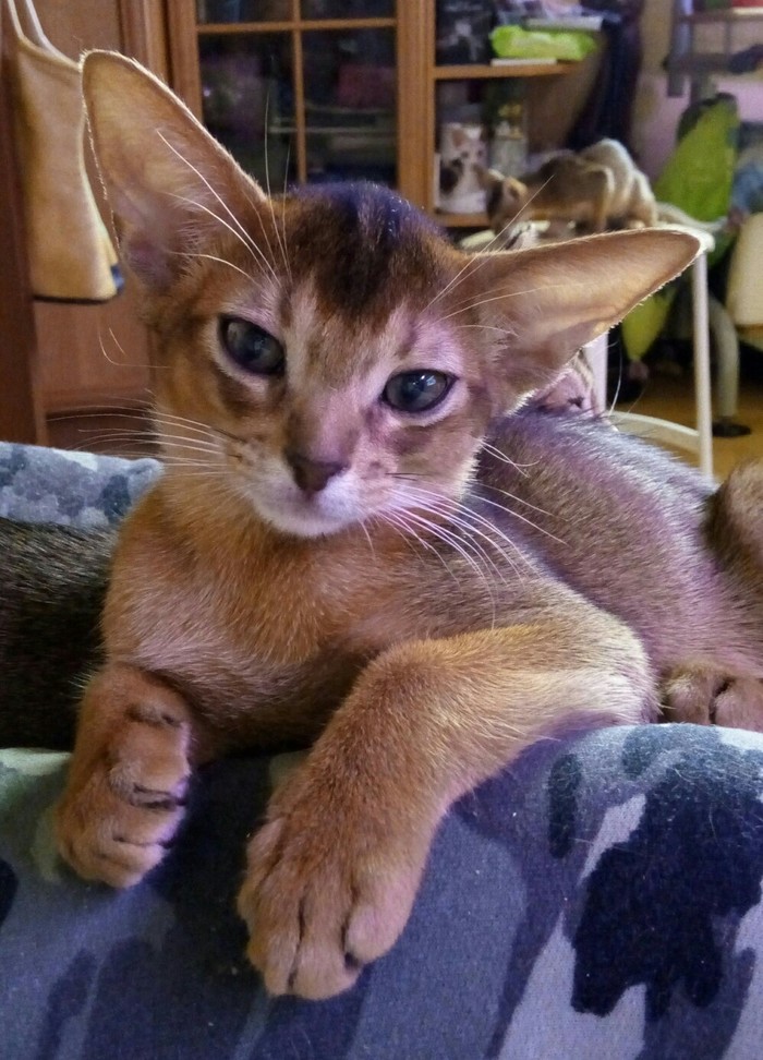 Let's get acquainted: I'm Vasya Koshechkin. - My, Kittens, Abyssinian cat, cat, 