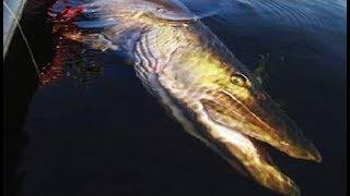 Pike Monster! or Fishing in Yakutia) - My, Fishing, Yakutia, Spinning