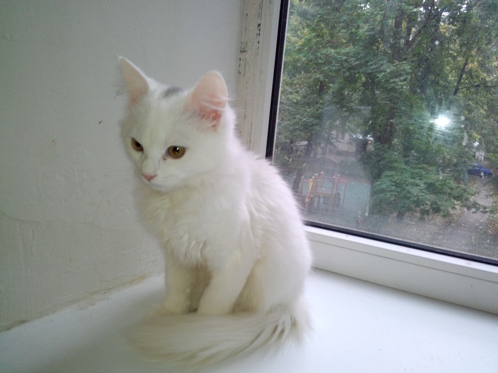 Found a beautiful white kitten in the center of Voronezh - cat, Voronezh, Longpost, In good hands, Looking for a master, No rating