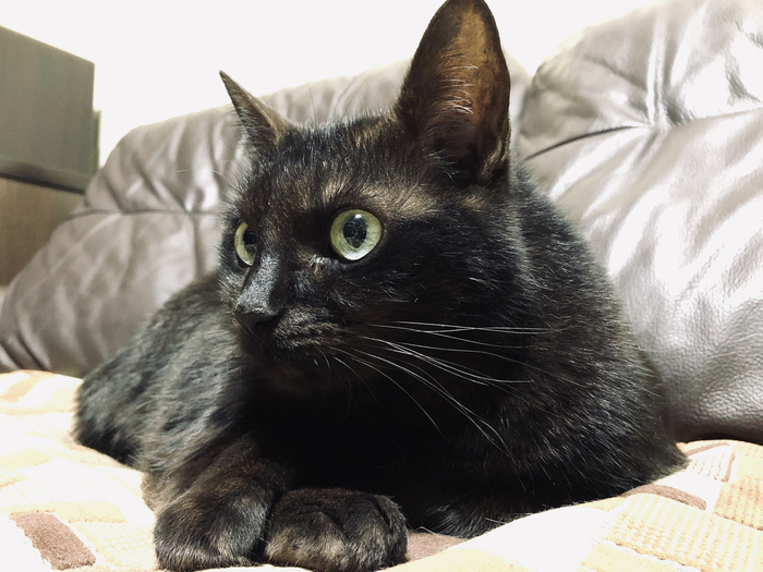 ��� ���������