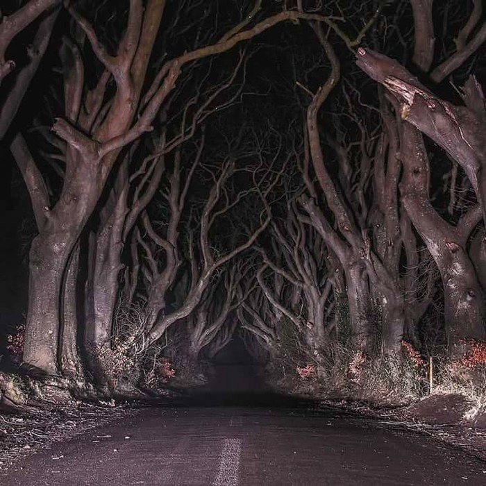 Nature has created the best Halloween decorations in the Netherlands! - Scenery, Nature, Fearfully, Memories, Forest, Road, Night