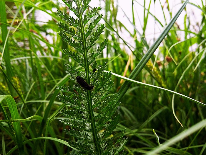 Немного летней красоты