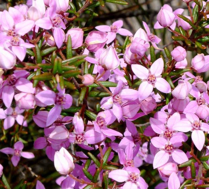 Ledum - where it grows, what it looks like, care - My, Bagulnik, Houseplants, Home flowers, Longpost