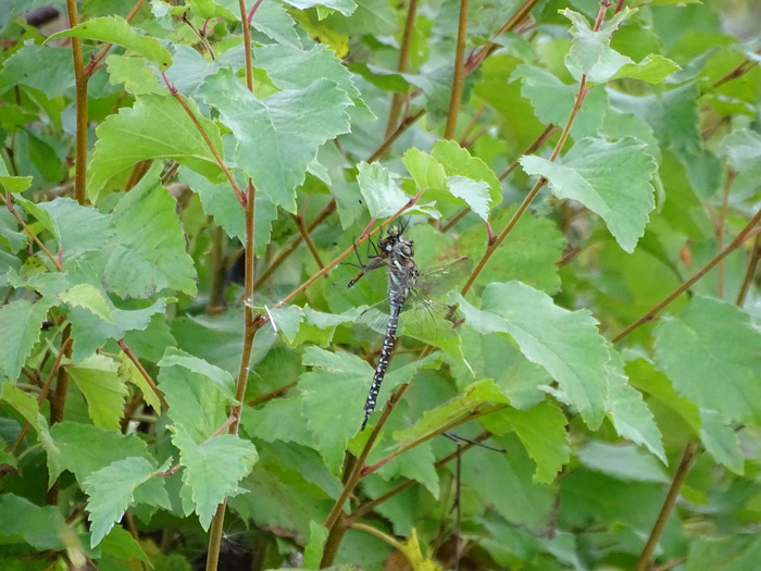 The basics of proper nutrition from our smaller brothers - Proper nutrition, Entomology, My, Dragonfly