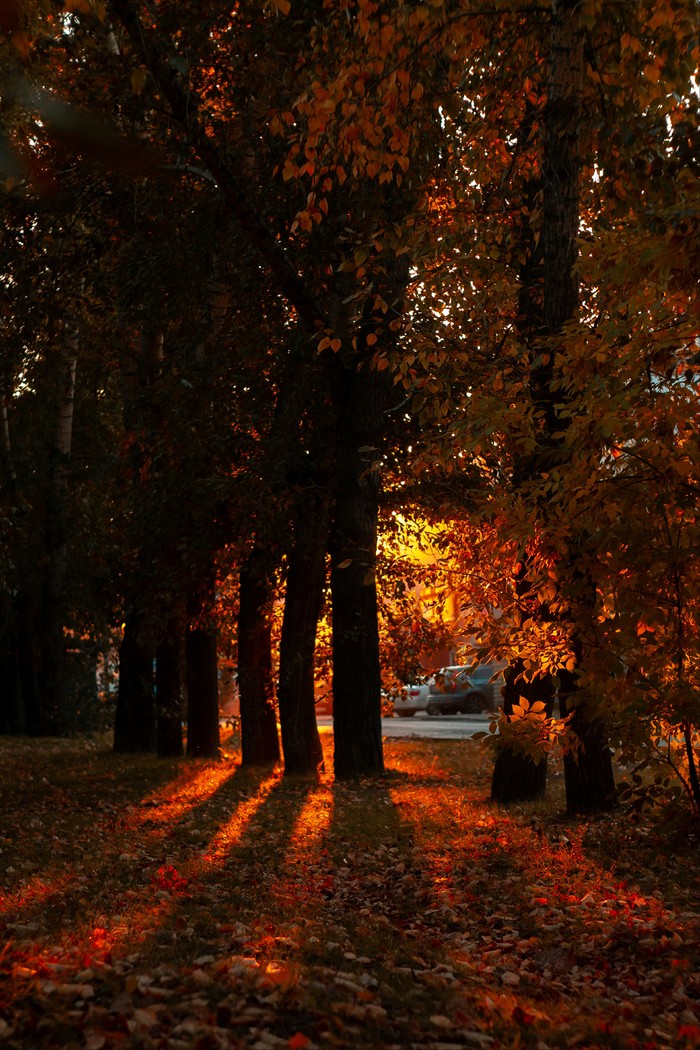 Autumn colors - My, Autumn, Beams, Light, Autumn leaves, Leaves