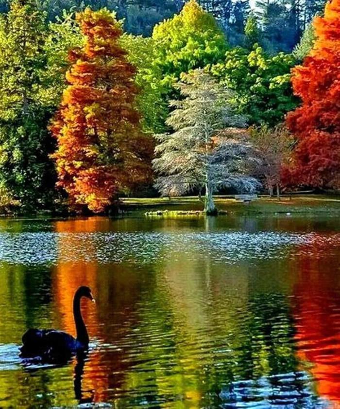 Three colors of autumn + swan - The photo, Autumn, Three colours, Black Swan, Lake, Reflection, beauty of nature