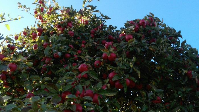 autumn abundance - My, Apple tree, Apples, The photo