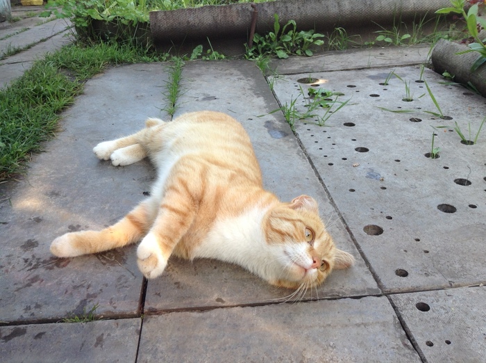 The cat is looking for a home (Novosibirsk) - Novosibirsk, cat, No rating, In good hands, Looking for a home, Looking for a home, Looking for a master