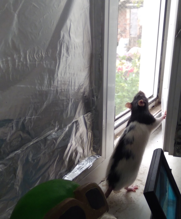 When even a rat understands that it's time to open the window and air... - My, Rat, Window, Sychevalnya