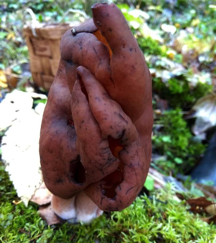 This guy is feeling the holiday season. Halloween in the Petersburg forest. - My, Mushrooms, Stitch, Forest, Halloween