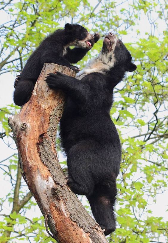 I don’t know what they are talking about, but for the teddy bear this is clearly important. - The photo, The Bears, Young