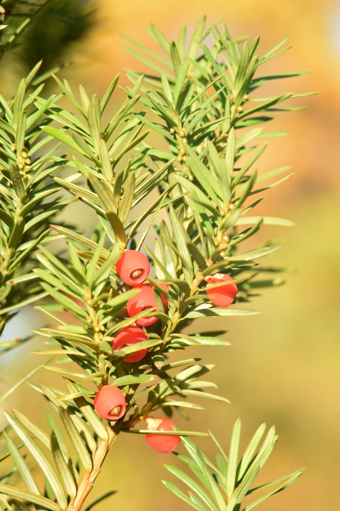 Макро. Тис. Фотография, Начинающий фотограф, Тис, Макро, Макросъемка, Длиннопост