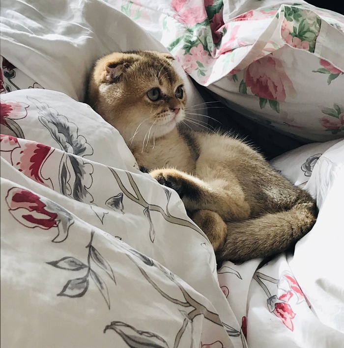 A cat named Basileus. - My, cat, Scottish lop-eared