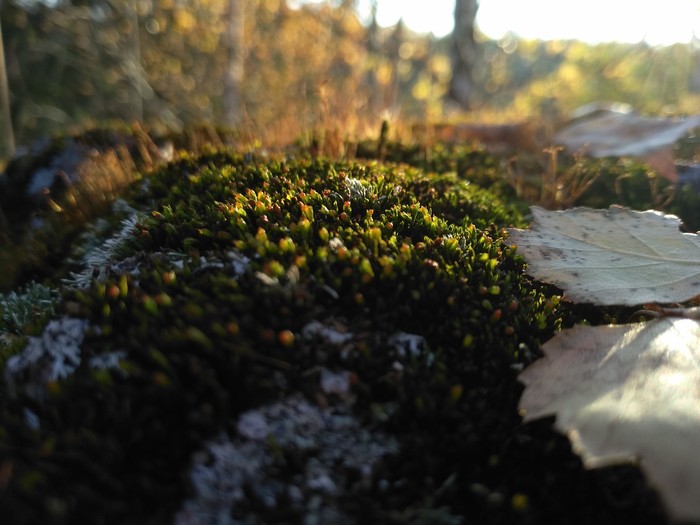 Microcosm of the Upper Volga - My, , Moss, The photo, Mobile photography, Xiaomi Redmi 5a