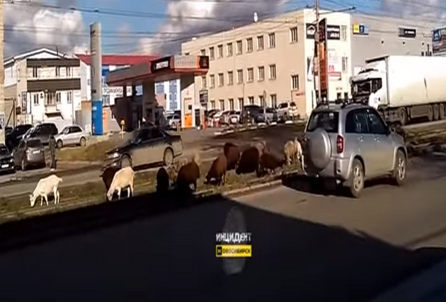 Sheep occupied tram tracks on the left bank of Novosibirsk - , news, Rams, Video, Novosibirsk