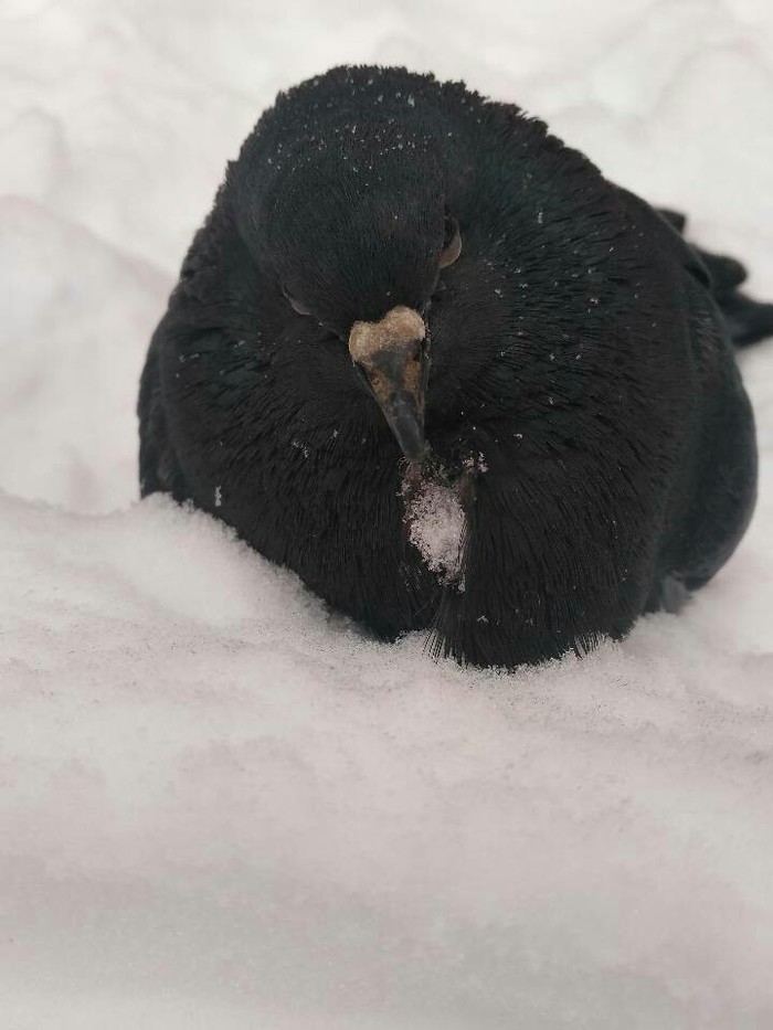 Pigeon - beauty, The photo, Longpost, My, Pigeon