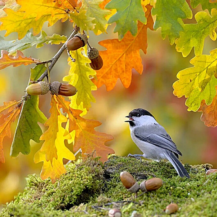 Gifts of Autumn - Autumn, Autumn mood, Birds, Oak, The photo