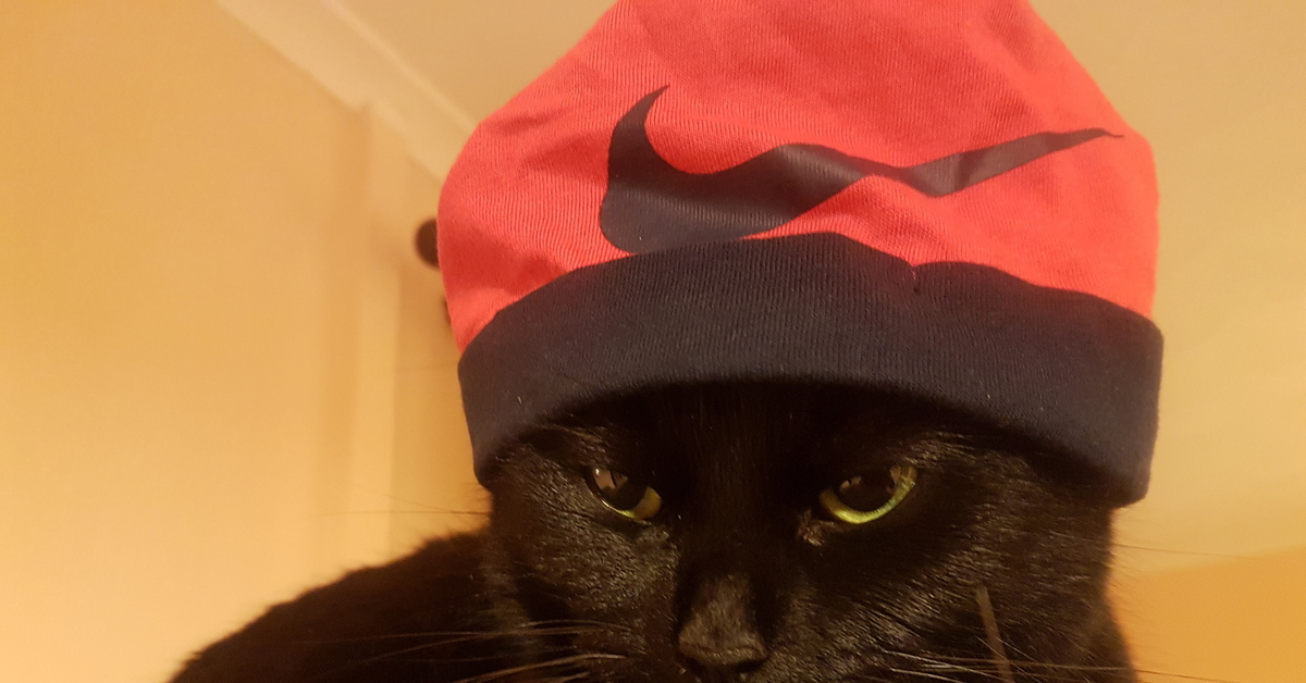 Кот найк. Кот в шапке. Черный кот в шапке. Кот в найке. Коты Nike.