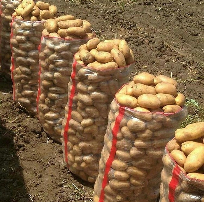 Good harvest of Dagestan potatoes))) - My, Potato, Cooking, Harvest, Dagestan, Russia, Caucasus, The photo, Сельское хозяйство, Longpost