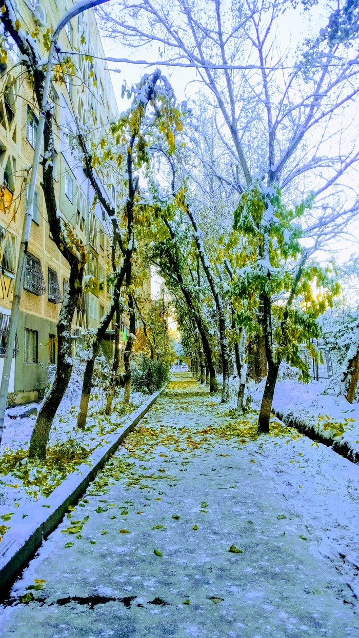 Autumn: Winter, wait, I'm not done yet! - My, Autumn, Snow, Leaves, Images