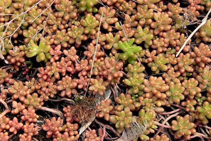 Stonecrop - photo, planting and care, varieties, reproduction - My, Ochitok, Houseplants, Home flowers, Longpost