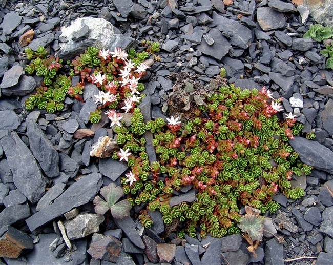 Stonecrop - photo, planting and care, varieties, reproduction - My, Ochitok, Houseplants, Home flowers, Longpost