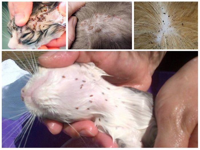 Обработка домашних животных от блох