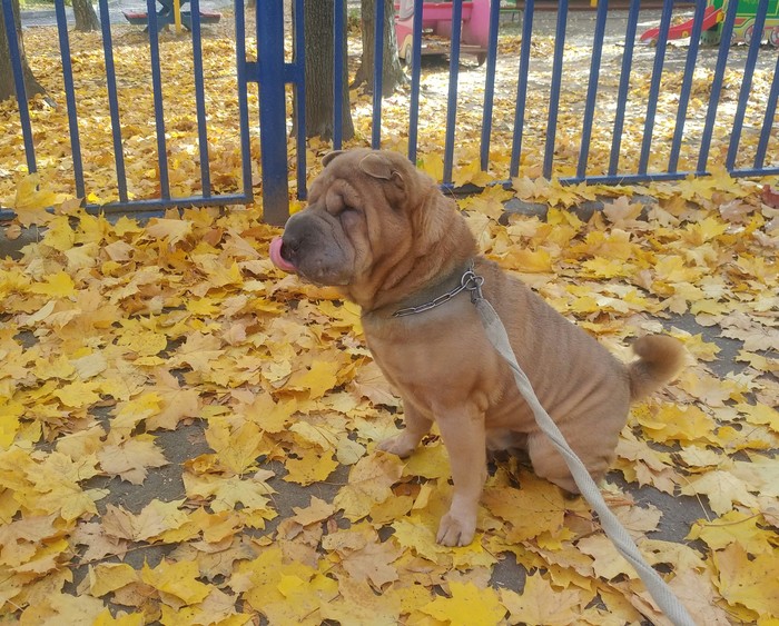 autumn sharpei - My, Dog, Shar Pei, Autumn